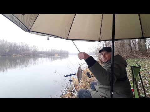 Видео: Бешеный клев Плотвы на Десне !!!#Погребы#Ноябрь 2025