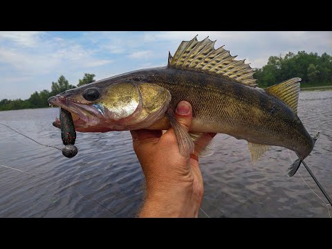 Видео: СУДАКИ и ЩУКИ на ВАЗУЗЕ! Ловля ХИЩНИКА на ДЖИГ в ПОДВОДНОМ КОРЯЖНИКЕ!