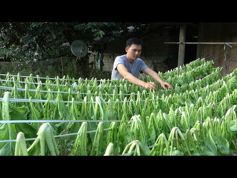 Видео: Собирайте горные овощи и консервируйте их традиционным способом.  Роберт |  Зеленая лесная жизнь