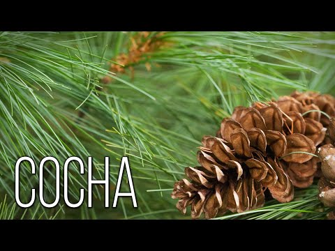 Видео: Сосна: Хранительница леса | Интересные факты о соснах