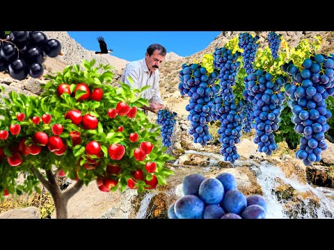 Видео: Кочевая жизнь в Дубовых горах | Увлекательное путешествие для сбора винограда 🍇 и диких яблок в Дена