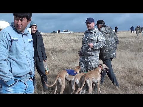 Видео: Ставропольские состязания 2018г