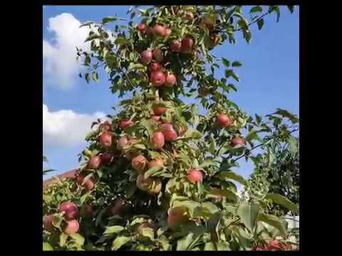 Видео: Сорт яблони Белорусское сладкое