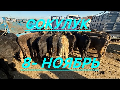 Видео: Торпок базар сокулук мал базары 