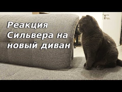 Видео: Реакция Сильвера на новый диван / Смешные животные / Британский кот