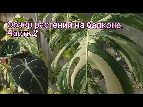 Видео: Обзор растений на балконе.Часть 2