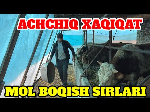 Видео: BUQA BOQISH SIRLARI MOL BOQISH SIRLARI ACHIQ XAQIQAT🥹 Мол бокиш сирлари бука бокиш Сири 08.12.2024