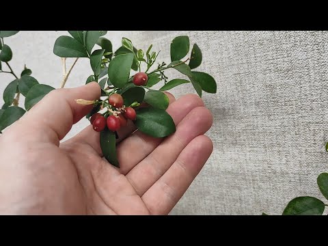 Видео: Мурайя (Murraya paniculata). Розмноження, догляд та особливості.