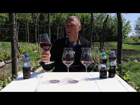 Видео: Вино из моих саженцев от подписчика часть 2 !!!