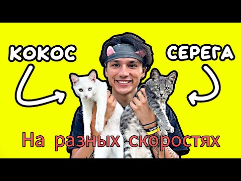 Видео: @HolyBaam Песня про котят на разных скоростях