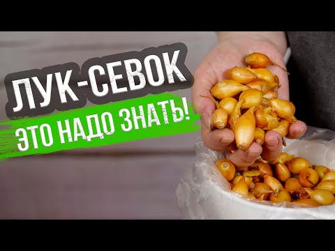Видео: Лук-севок: как выбрать, хранить и подготовить к посадке