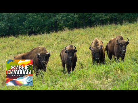 Видео: Животные Румынии. Живые символы планеты