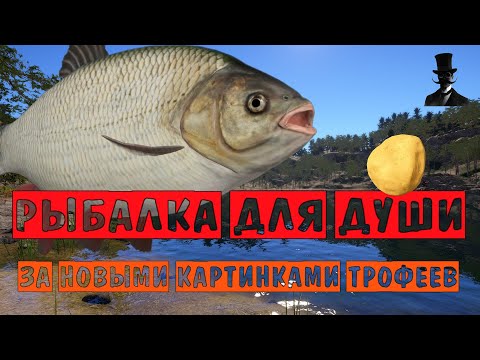 Видео: Рыбалка для души. За новыми картинками трофеев. Русская Рыбалка 4.
