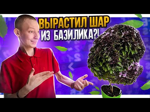 Видео: Вырастил ШАР!? Базилик Пурпурный шар - инструкция!