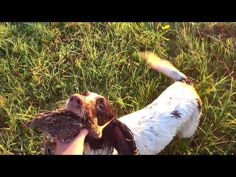 Видео: Дупель пришел на выкосы. Открытие по дупелю с Английским спрингер спаниелем 2021.