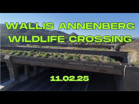 Видео: НОВОЕ ОБНОВЛЕНИЕ WALLIS ANNENBERG WILDLIFE CROSSING (11.02.25) – ЭПИЗОД, ПОСВЯЩЕННЫЙ ДНЮ РОЖДЕНИЯ!