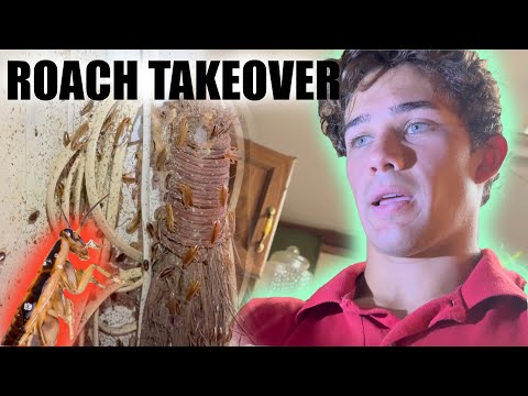 Видео: Самое безумное нашествие тараканов (и постельных клопов), которое вы когда-либо видели