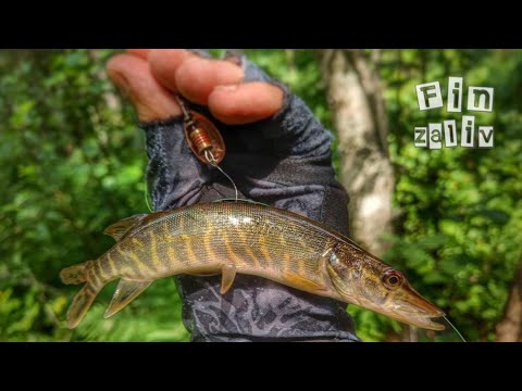 Видео: Ловля дикой форели и хариуса  на лесных реках Ленинградской области
