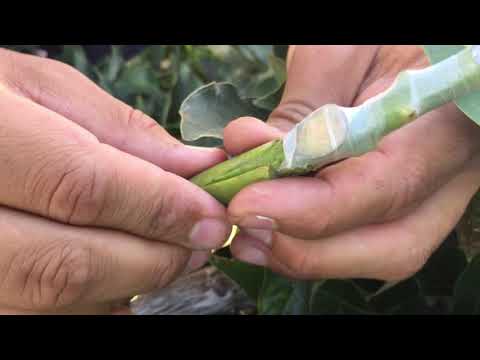 Видео: Как привить авокадо 3