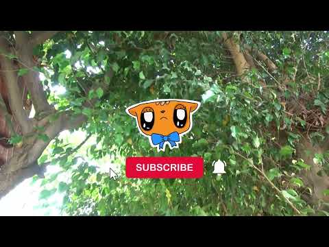 Видео: Надоела жара🌞 Завтрак и фруктовый рай.🍋🍊🌴 Израиль.