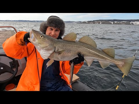 Видео: 200 кг / Весенняя рыбалка / Баренцево море / 200 kg of cod for fishing / Barents Sea