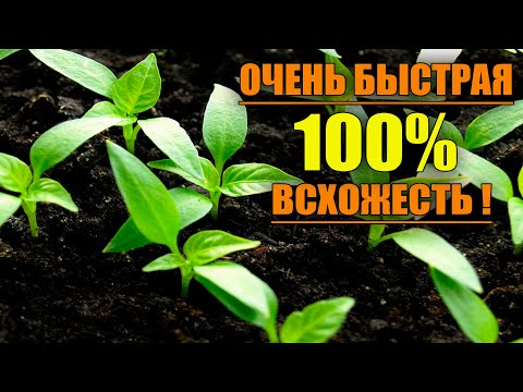 Видео: САМЫЙ НАДЕЖНЫЙ ПОСЕВ ПЕРЦА С БЫСТРОЙ 100% ВСХОЖЕСТЬЮ !