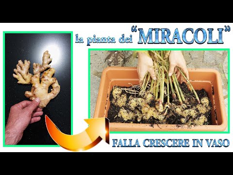 Видео: «ЧУДО» РАСТЕНИЕ, ЗЕНСЕРО, ИМБИРЬ, выращивайте его дома БЕСПЛАТНО! Вот все, что вам нужно знать