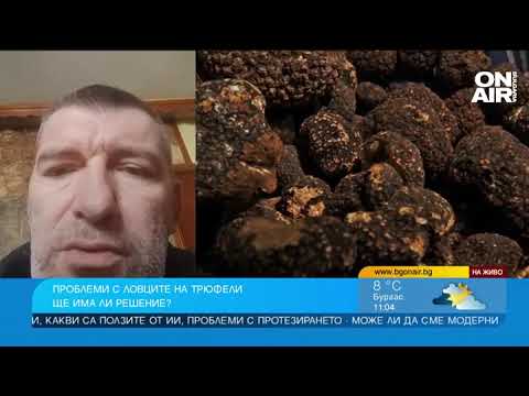 Видео: Трюфели има, носят на България милиони, но да ги събираш се оказа незаконно
