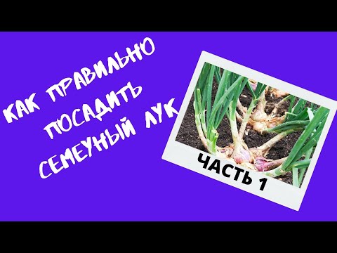 Видео: сажаем семейный лук