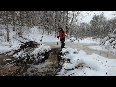 Видео: 2 Бобровые плотины рядом. Разбираю первую