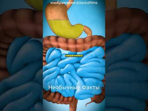 Видео: 💊 Что происходит, когда ты глотаешь таблетку? 😱