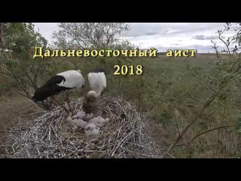 Видео: Дальневосточный аист 2018