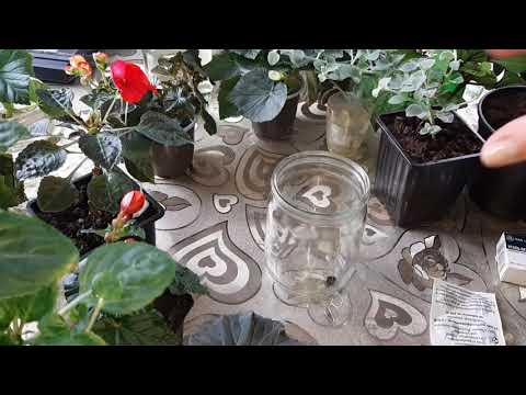 Видео: Лучший способ укоренения черенков эустомы, бегонии, бальзаминов, колеуса, плектрантуса...