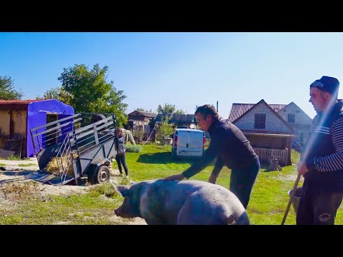 Видео: Как грузили хряка, взамен привезли АМАТОРА , пьетрен и макстер 304