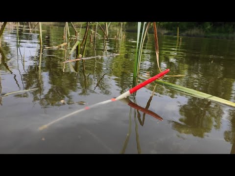 Видео: Крупный КАРАСЬ НА ПОПЛАВОК !! Рыбалка весной на удочку