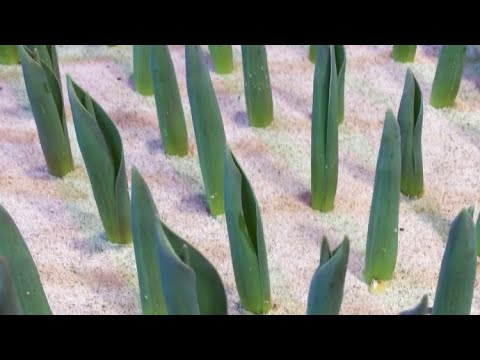 Видео: Хронология выращивания тюльпанов