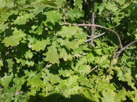 Видео: Дуб черешчатый