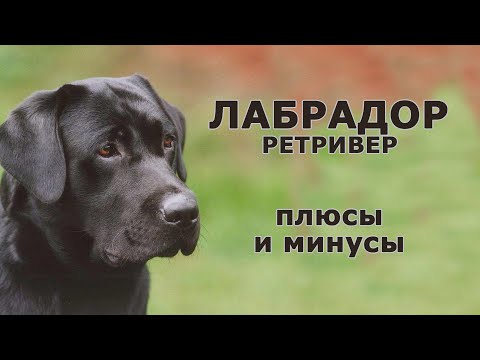 Видео: ЛАБРАДОР РЕТРИВЕР. Плюсы и минусы породы LABRADOR RETRIEVER