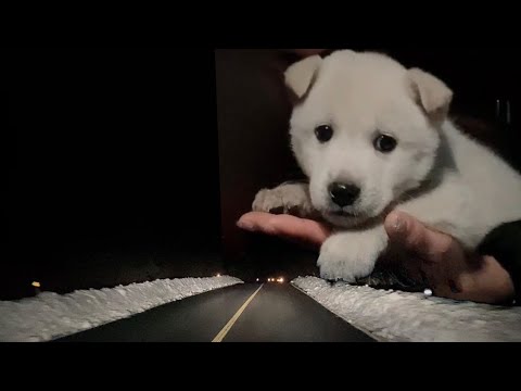 Видео: [RescueDog] Мы спасли щенка с высоты 1100 м на острове Чеджудо.../Щенок/Брошенная собака/Спасение...