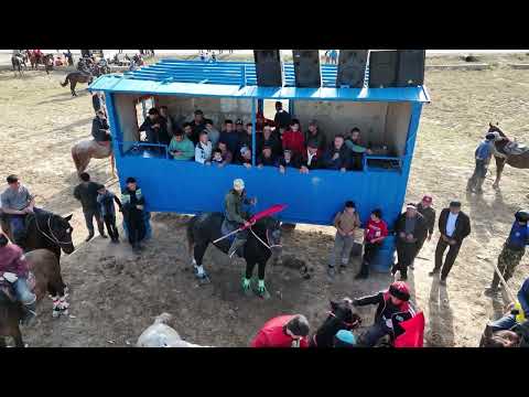 Видео: 05.11.2023 Қазығұрт ауданы Жігерген елді мекенінде болған көкпар той