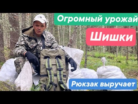 Видео: Огромный урожай шишки. Станковый рюкзак выручает.