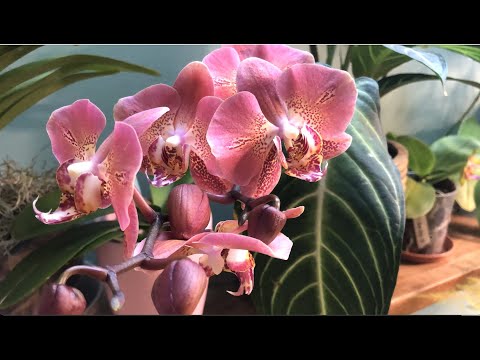 Видео: Леко фантастик и компания. Орхидеи в кухне. Mои зелёные стены 💚💚💚