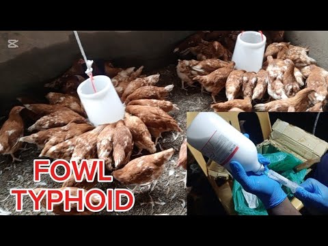 Видео: Лучший способ вакцинации от брюшного тифа птиц для предотвращения смертности на птицеводческих фе...