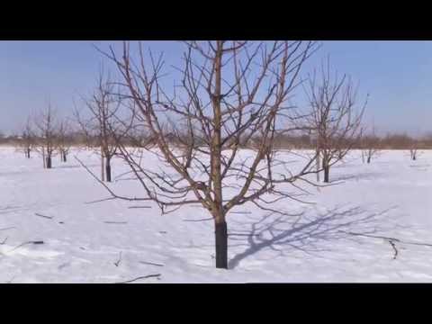 Видео: Обрезка яблони