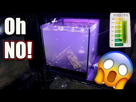 Видео: У меня был скачок уровня аммиака в четырёх «цикличных» аквариумах! Вот что я сделал