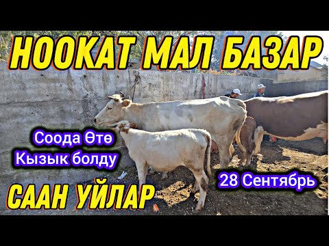 Видео: Ноокат Мал Базар Саан Уйлар 👍 Соода Өтө Кызык Болду 28 Сентябрь 😱 #байкж 