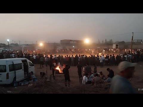 Видео: Турнир Тест Испытание|Город Мары Туркмения|Обзор Туркменских Алабаев #alabaydog #волкодав