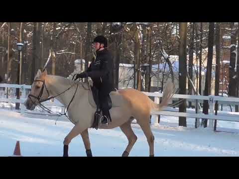 Видео: Когда тренировка не заладилась... Но мы справились)) Аня и Кедр