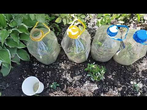 Видео: РАЗМНОЖЕНИЕ КЛЕМАТИСА ЧЕРЕНКАМИ 2 - я  ЧАСТЬ 2021год