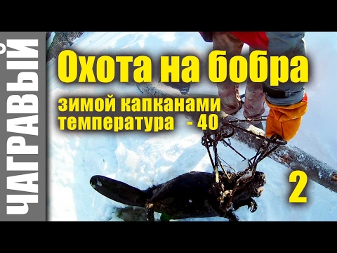 Видео: Охота на бобра капканами зимой 2 | капкан на шесте. Hunting for a beaver in winter 2 | trap on pole.